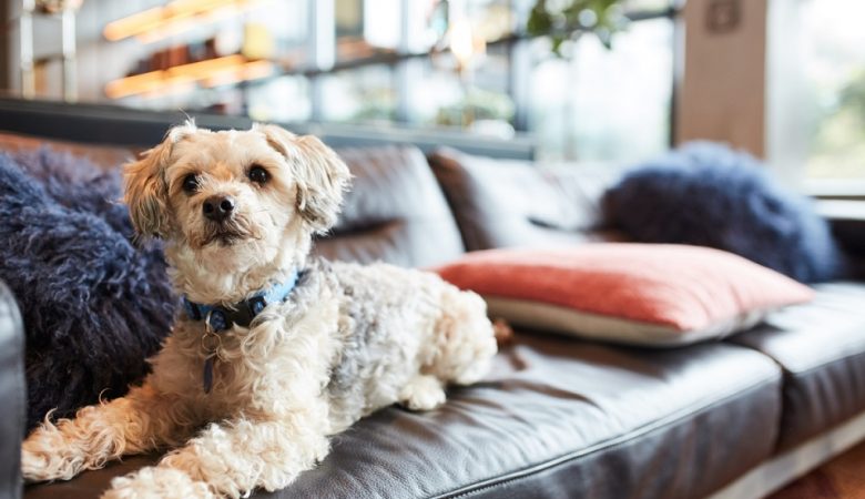 Reasons Hoteliers Must Care For Pet Hospitality