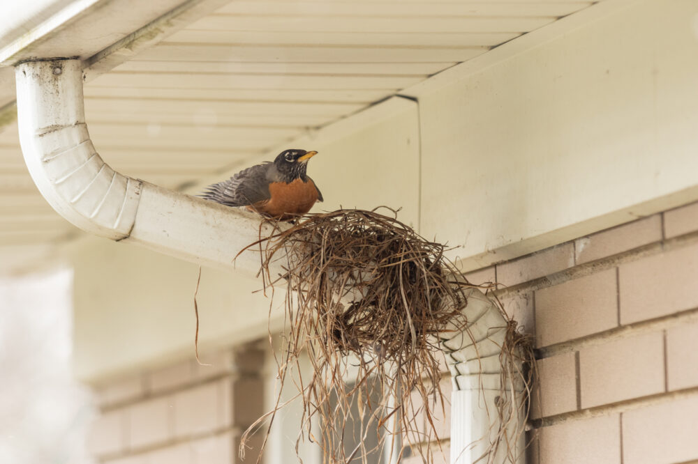 Bird Removal And Prevention In Residential Areas