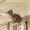 Bird Removal And Prevention In Residential Areas