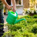 Lawn Health And Drainage
