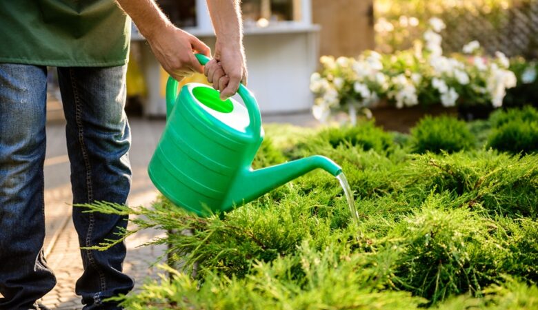 Lawn Health And Drainage