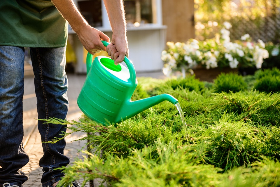 Lawn Health And Drainage