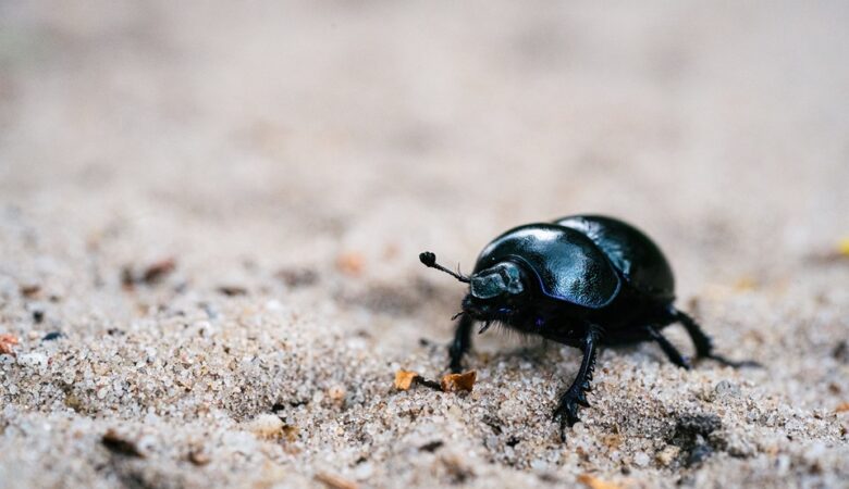 Evolving Strategies For Bed Bug Eradication